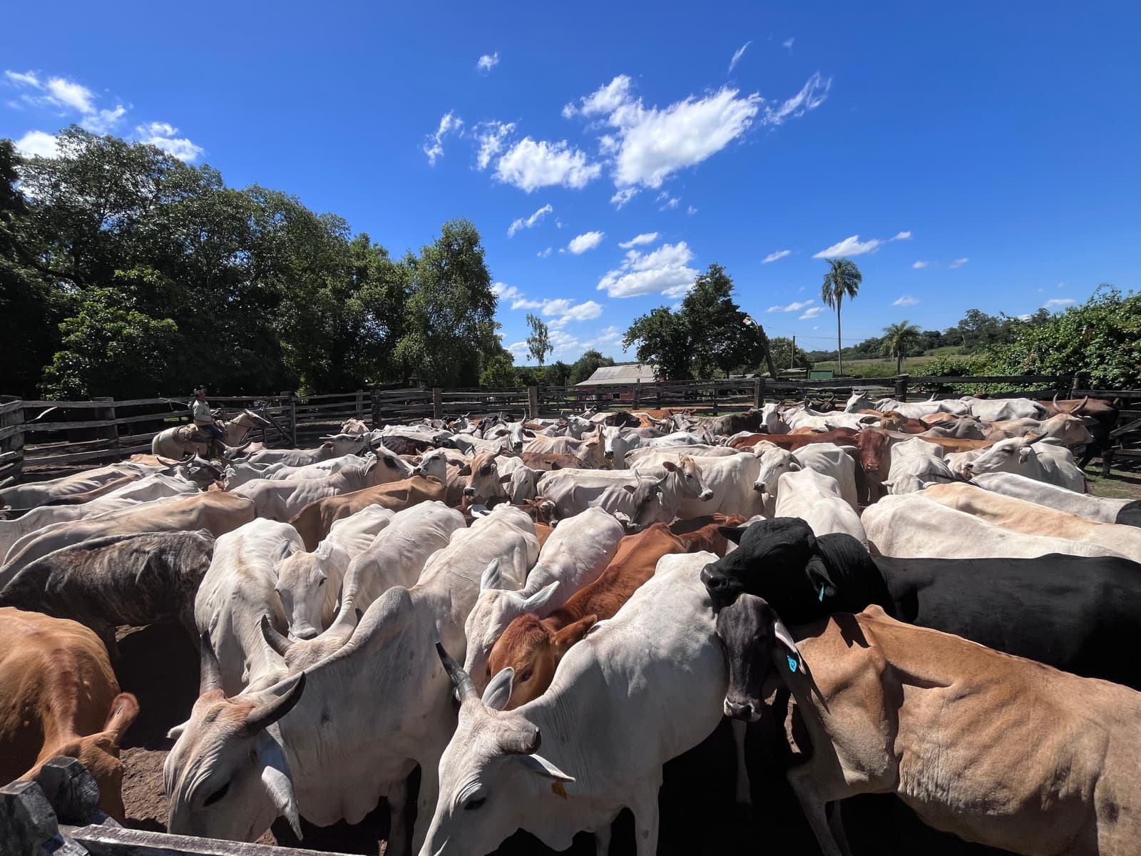Hacienda en el corral en un día de trabajo