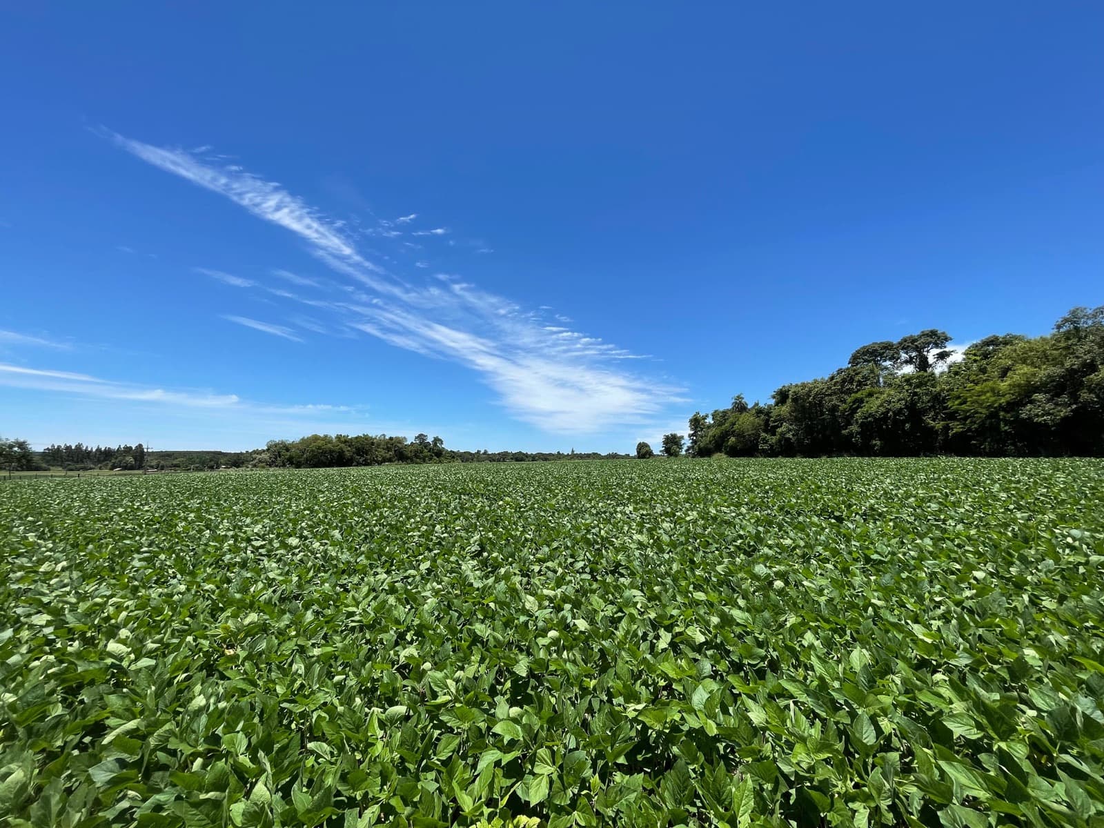 Campo de soja verde bajo cielo despejado
